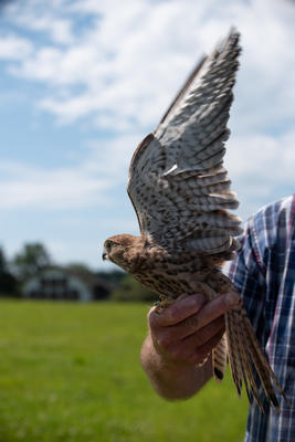 Bild vergr��ern: Wildtierschutz_Falkenauswilderung_Fliegen3