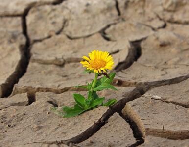 Bild vergr&ouml;&szlig;ern: Blume aus Stra&szlig;e