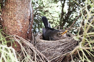 Bild vergr&ouml;&szlig;ern: Amsel im Nest