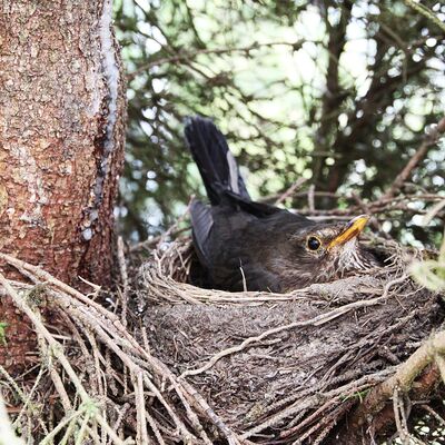 Amsel im Nest