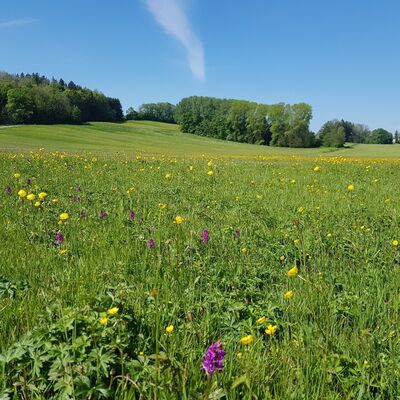 Artenreiche Wiese im Landkreis Miesbach mit Trollblume